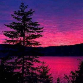 Canvas Hobby Canvas Yanlız Ağaç 90 x 110 cm Rulo Sayılarla Boyama Seti