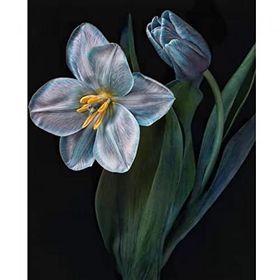 Canvas Hobby Canvas Yaşam Çiçeği 2 40x50 cm Kasnaklı Sayılarla Boyama Seti