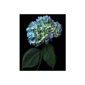 Canvas Hobby Cennet 2 Çiçeği 50 x 65 Kasnaklı Sayılarla Boyama Seti