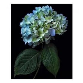Canvas Hobby Cennet 2 Çiçeği 70 x 90 cm Sayılarla Boyama Seti