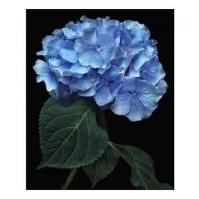 Canvas Hobby Cennet Çiçeği 70 x 90 cm Sayılarla Boyama Seti