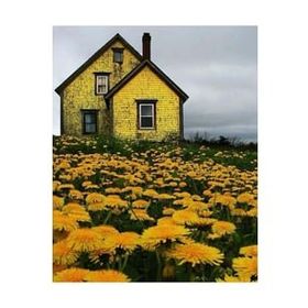 Canvas Hobby Çiçek Tarlasındaki Sarı Ev 70 x 90 cm Kasnaklı Sayılarla Boyama Seti Duvar Sticker