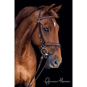 Canvas Hobby Derin Bakışlı At Kasnaklı 100 x 140 cm Sayılarla Boyama Seti