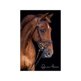 Canvas Hobby Derin Bakışlı At Kasnaklı 100 x 140 cm Sayılarla Boyama Seti