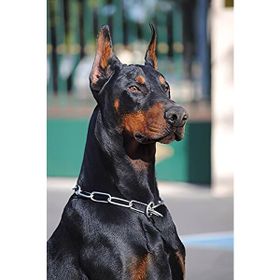 Canvas Hobby Doberman 90 x 110 cm Kasnaklı Sayılarla Boyama Seti Duvar Sticker
