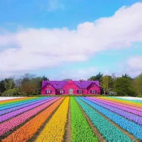Canvas Hobby Gökkuşağı Bahçesi Kasnaklı 90 x 110 cm Sayılarla Boyama Seti
