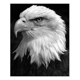 Canvas Hobby Gökteki Kartal Kasnaklı 60 x 75 cm Sayılarla Boyama Seti