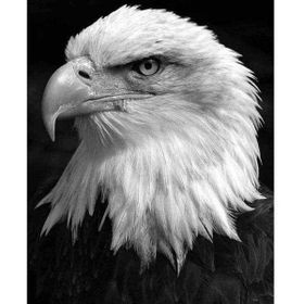 Canvas Hobby Göldeki Kartal Kasnaklı 70 x 90 cm Sayılarla Boyama Seti
