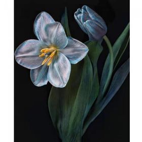 Canvas Hobby Kasnaklı 100 x 140 cm Yaşam Çiçeği 2 Sayılarla Boyama Seti