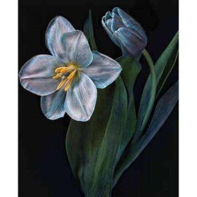 Canvas Hobby Kasnaklı 100 x 140 cm Yaşam Çiçeği 2 Sayılarla Boyama Seti
