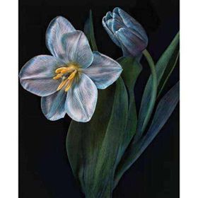 Canvas Hobby Kasnaklı 60 x 75 cm Yaşam Çiçeği 2 Sayılarla Boyama Seti