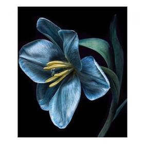 Canvas Hobby Kasnaklı 60 x 75 cm Yaşam Çiçeği 3 Sayılarla Boyama Seti