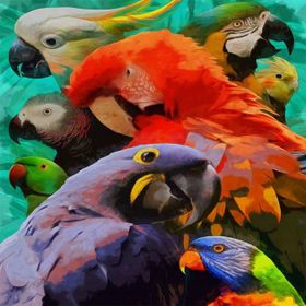 Canvas Hobby Renkli Papağanlar 70 x 90 cm Rulo Sayılarla Boyama Seti