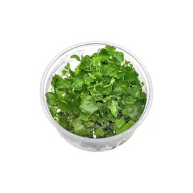 Cardamine Lyrata In Vitro Canlı Bitki