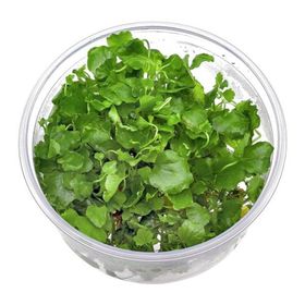 Cardamine Lyrata In Vitro Canlı Bitki