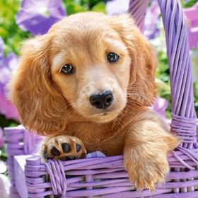 Castorland 103799 Sepetteki Sevimli Köpek 1000 Parçalık Puzzle