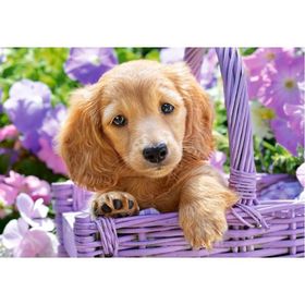 Castorland 103799 Sepetteki Sevimli Köpek 1000 Parçalık Puzzle