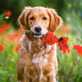 Castorland Çiçekler ve Sevimli Köpek 180 Parça Puzzle