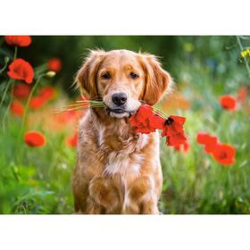 Castorland Çiçekler ve Sevimli Köpek 180 Parça Puzzle
