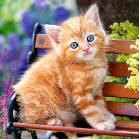 Castorland Ginger Kitten 180 Parça Puzzle