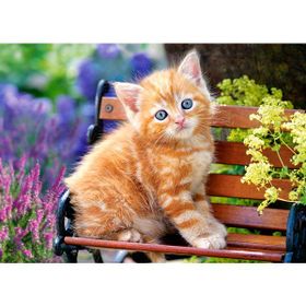 Castorland Ginger Kitten 180 Parça Puzzle