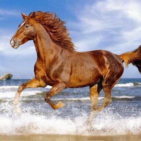 Castorland Horse On The Beach 500 Parça Puzzle