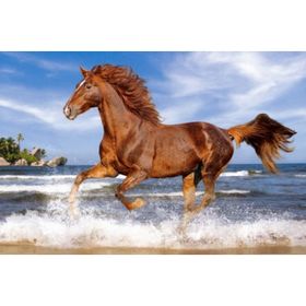 Castorland Horse On The Beach 500 Parça Puzzle
