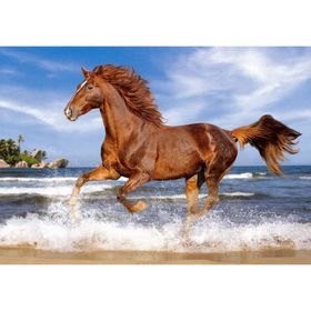 Castorland Horse On The Beach 500 Parça Puzzle
