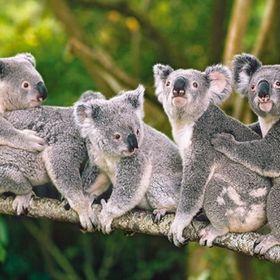 Castorland Koala Ailesi 120 Parça Puzzle