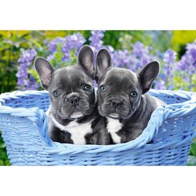 Castorland Puppies 1000 Parça Puzzle