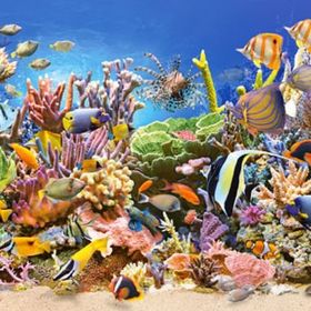 Castorland Underwater Life Balıklar 4000 Parça Puzzle