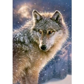 Castorland Yalnız Kurt 500 Parça Puzzle