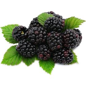 Ceran Tarım Dikensiz Böğürtlen Fidanı