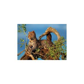 Clementoni High Quality Collection 1000 Parça Jaguar Puzzle