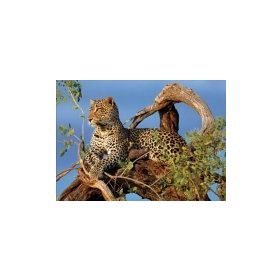 Clementoni High Quality Collection 1000 Parça Jaguar Puzzle