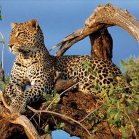 Clementoni High Quality Collection 1000 Parça Jaguar Puzzle