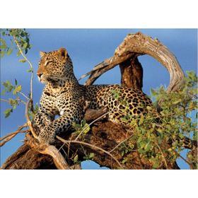 Clementoni High Quality Collection 1000 Parça Jaguar Puzzle