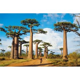 Clementoni High Quality Collection 1000 Parça Madagaskar Puzzle