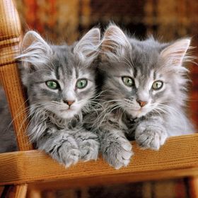 Clementoni Kittens 500 Parça Puzzle