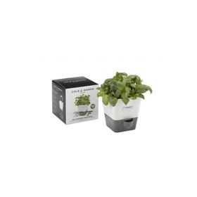 Cole & Mason H105249 Yeşillik Saklama Kabı