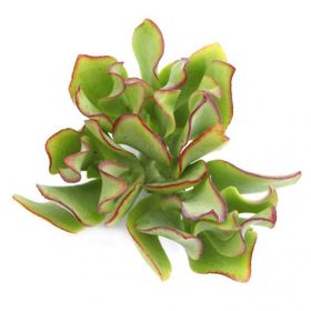 Crassula Mesembryanthoides Siide Sukulent