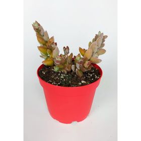 Crassula Moonglow Hybrid Fildişi Kule Nadir Sukulent