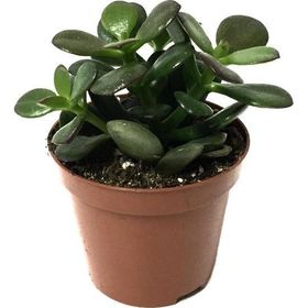 Crassula Ovata Minor Sukulent
