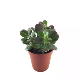 Crassula Ovata Minor Sukulent