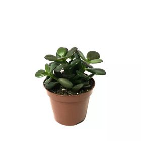Crassula Ovata Minor Sukulent