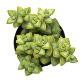 Crassula Rupestris Rosary Vine Sukulent