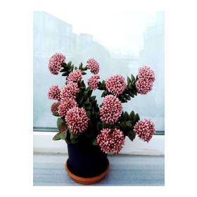 Crassula Springtime Katlı Çiçek Açan Sukulent Bitkisi