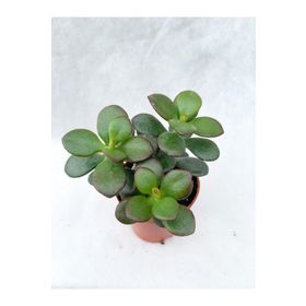 Crassula SRD03022025BYB916 Ovata Sukulent