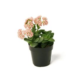 Crassula SRD1322025BYB238 Spring Time Sukulent