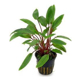 Cryptocoryne Beckettii Saksı Canlı Bitki